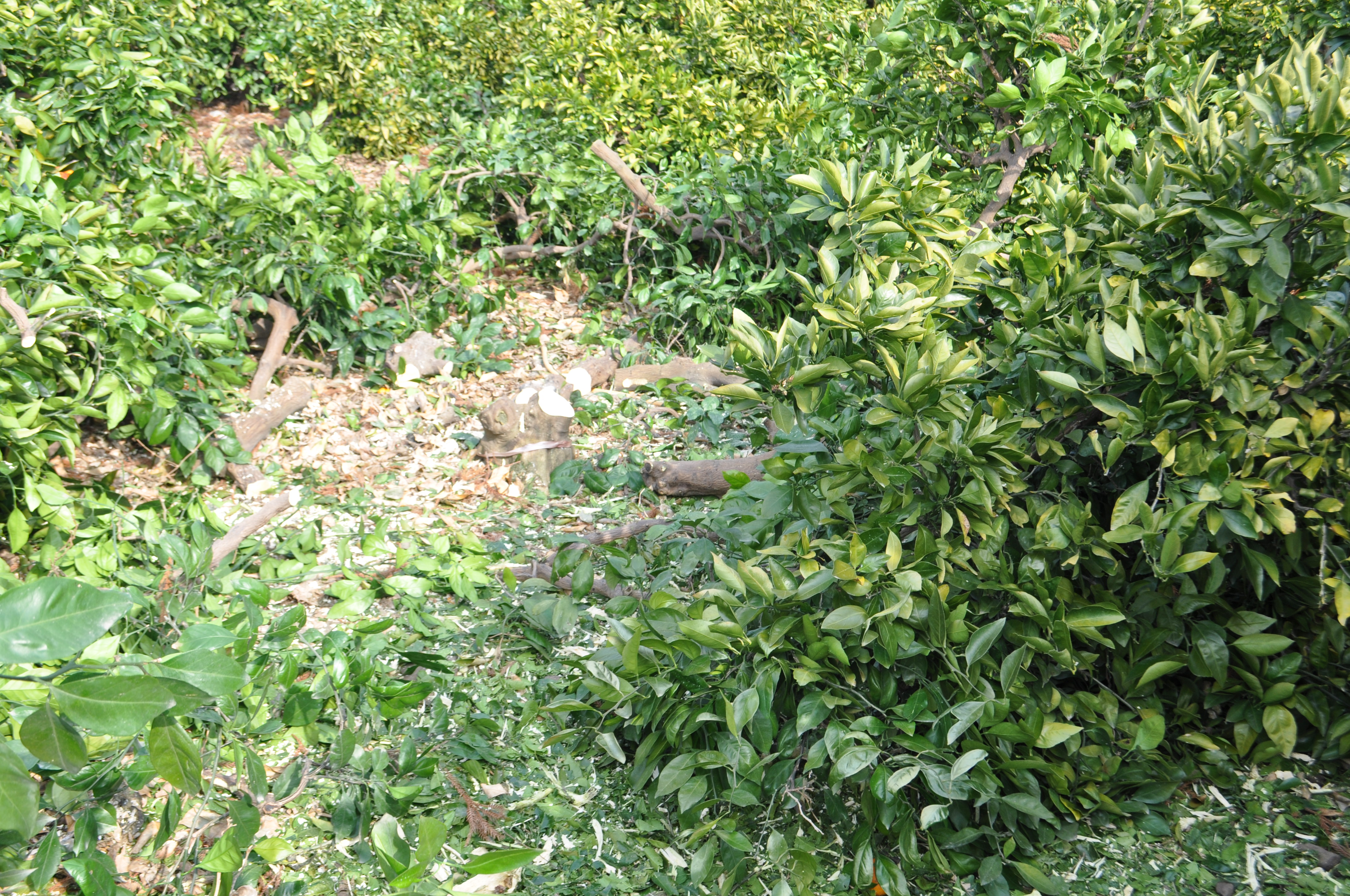 간벌봉사활동 중입니다!